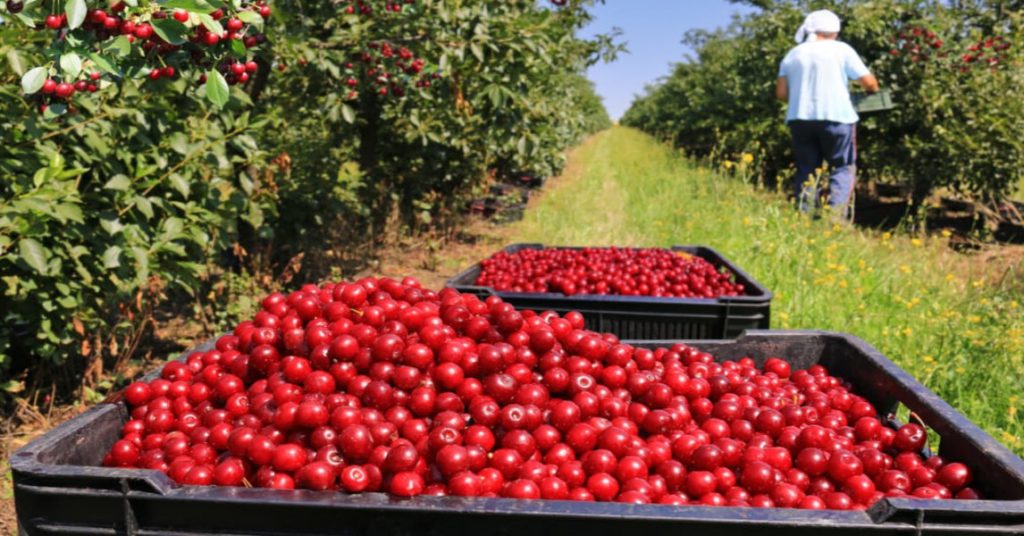 América Latina debe adaptar los sistemas alimentarios para transformar su eficiencia y sostenibilidad