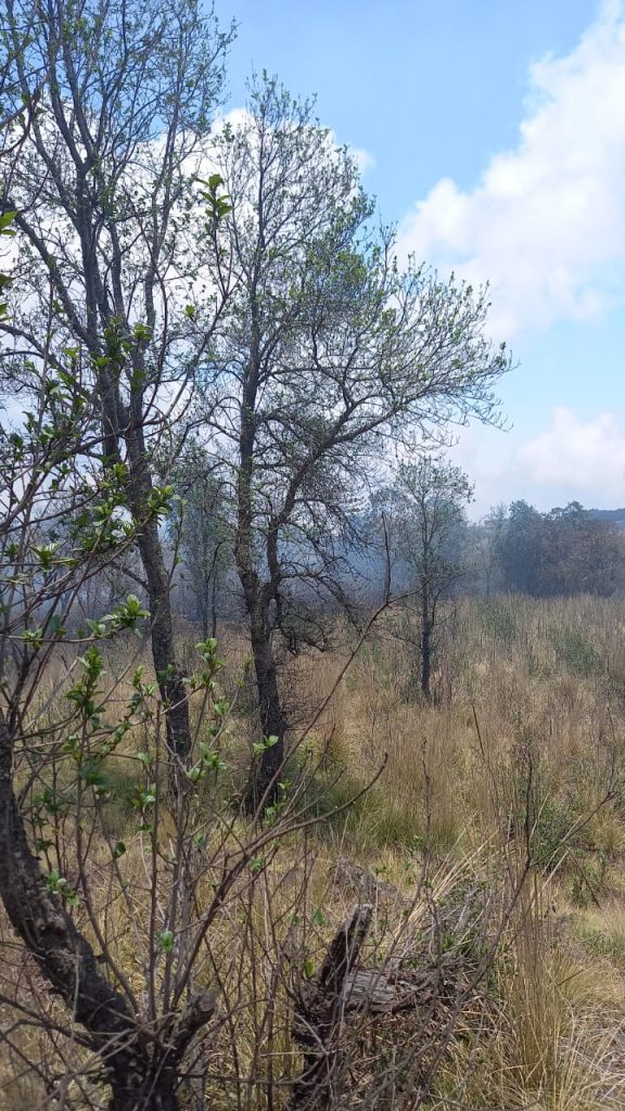 En Xiutetelco salvan más de 60 hectáreas gracias a brechas cortafuegos