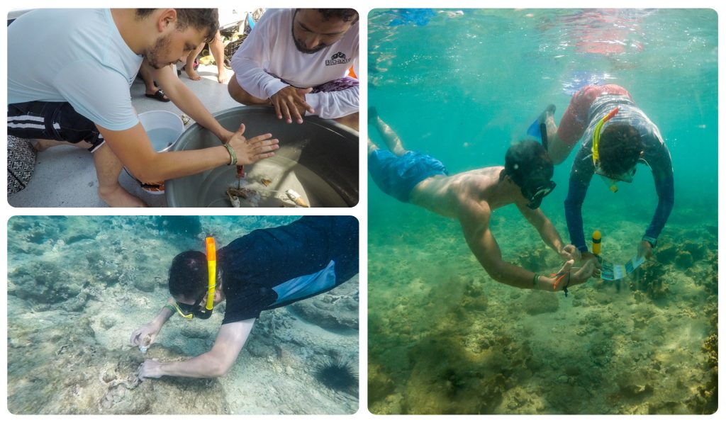 Estudiantes UDLAP participan en proyecto de recuperación de arrecifes veracruzanos
