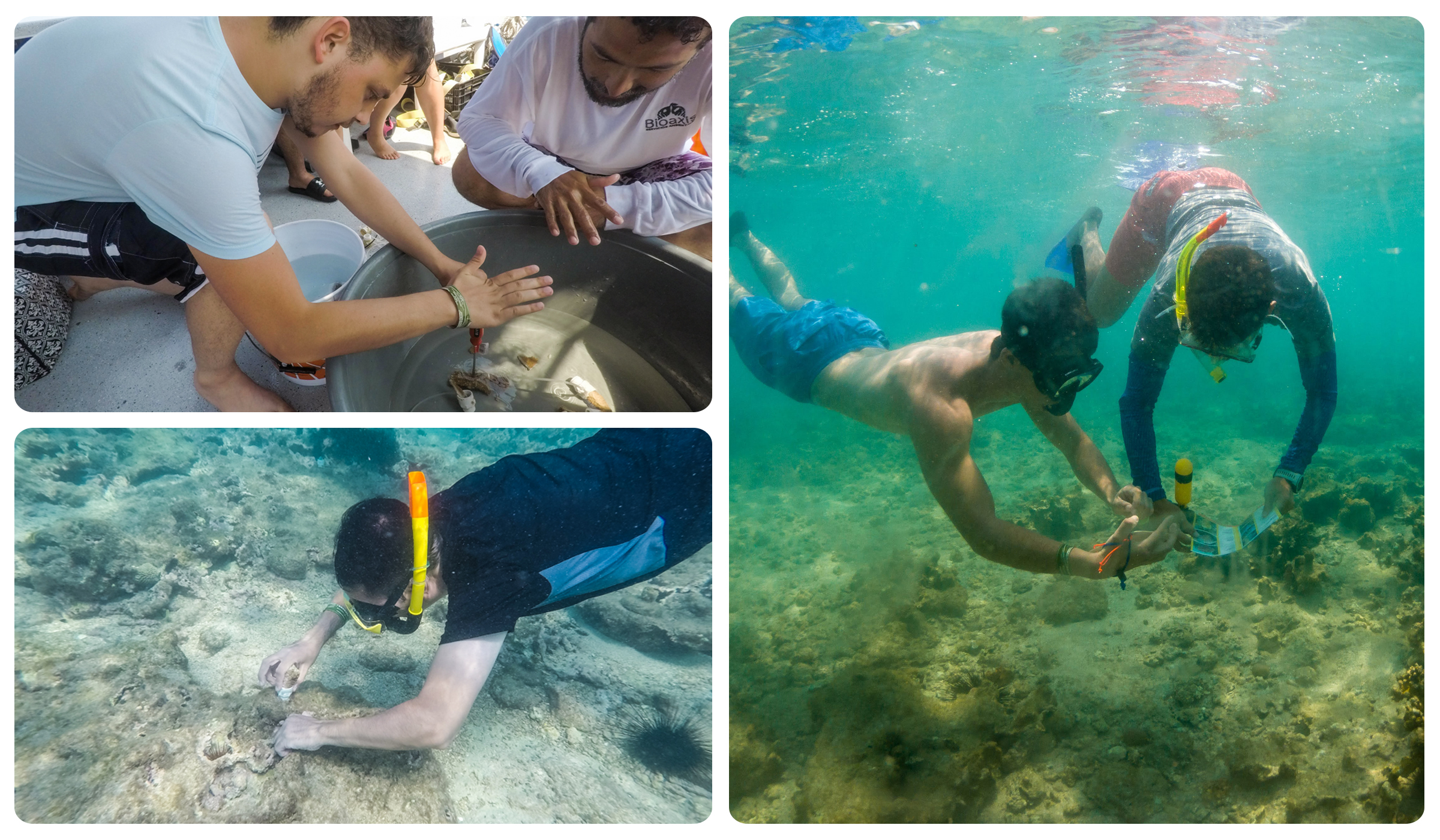 Estudiantes UDLAP participan en proyecto de recuperación de arrecifes veracruzanos