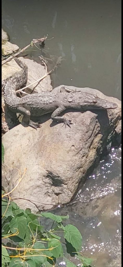 Rescatan a cocodrilo en barranca de Teziutlán
