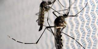 Casos de dengue aumentan 113,7% en el primer cuatrimestre de 2022