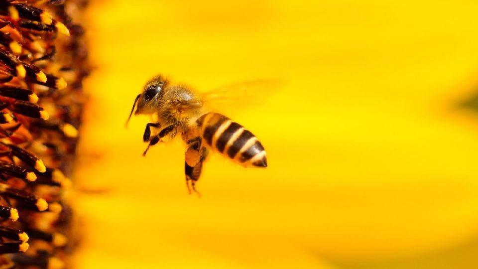 Día Mundial de las abejas: ¿Por qué son vitales para la vida humana?