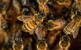 Día Mundial de las Abejas: El dulce sabor de la apicultura moderna