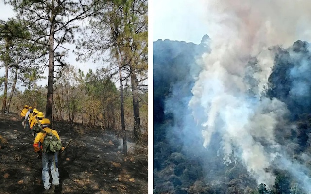 Reportan casi 8 mil hectáreas arrasadas por incendios forestales en Oaxaca