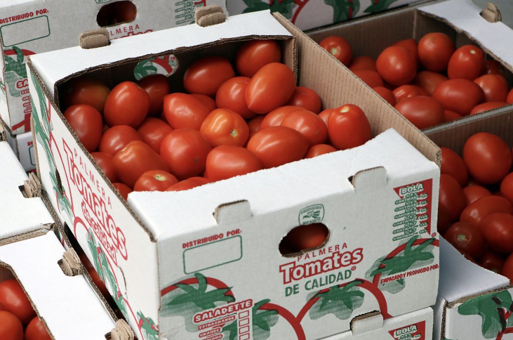 Inicia SDR ciclo de exportación de tomate de la Sierra Norte a Estados Unidos