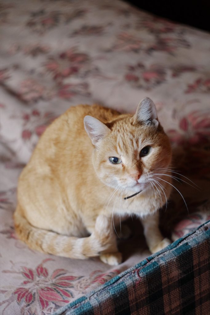 Que tu michi viva saludable por más tiempo