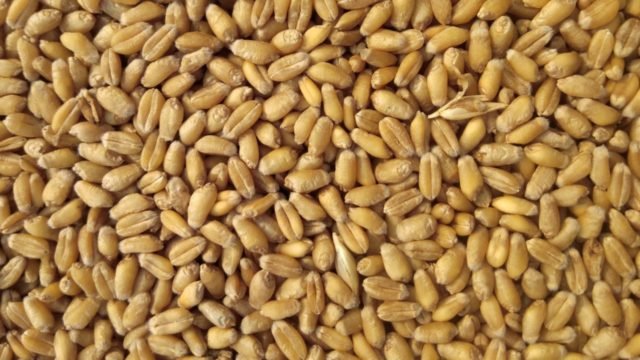 Brasil prueba trigo transgénico ante escasez de oferta global