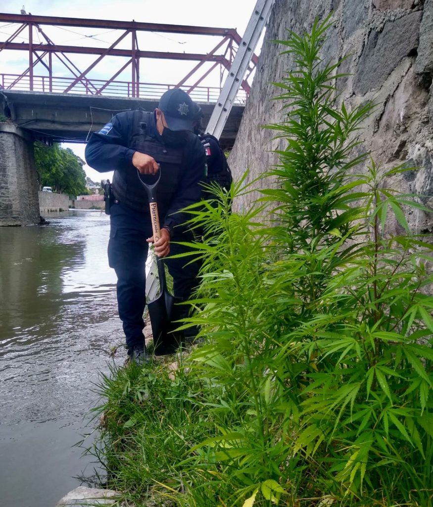 ¡El colmo!, siembran marihuana en el río Zahuapan, Tlaxcala