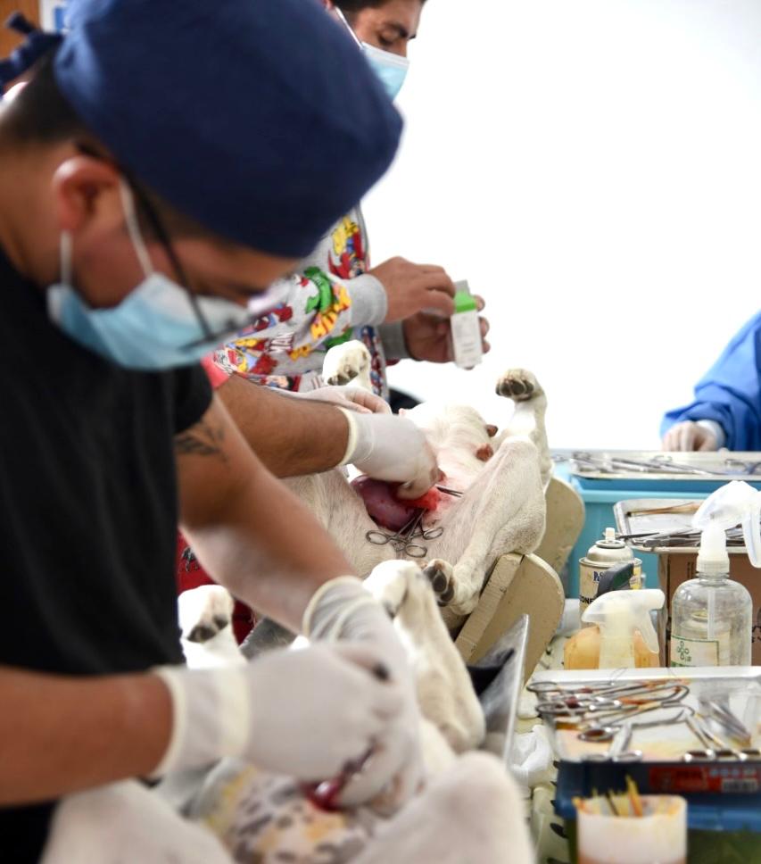 Realizarán esterilización gratuita a perros y gatos en Tlaxcala capital