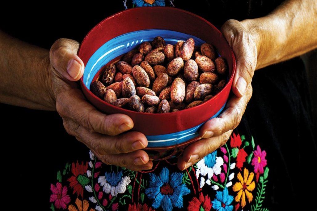Rescatarán al cacao mexicano; by Juan Carlos Machorro