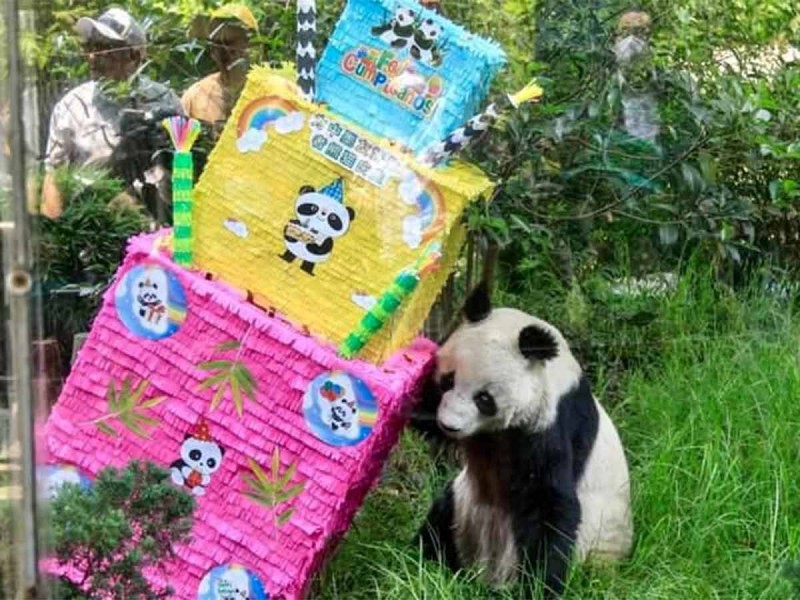 Muere la panda más longeva de Chapultepec; Shuan Shuan tenía 35 años