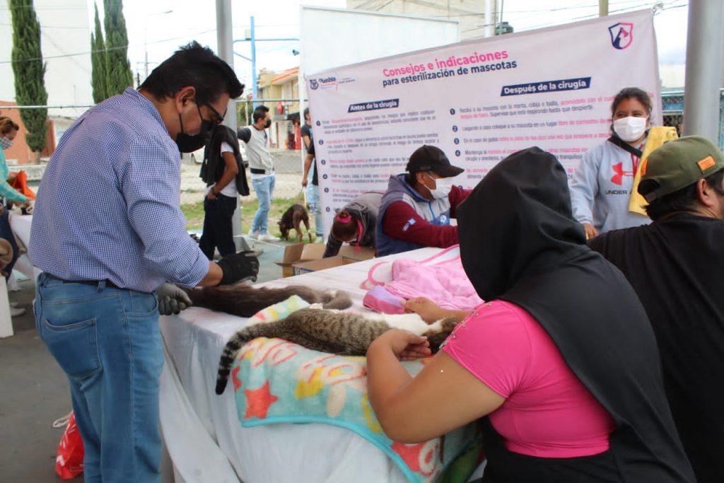 Van más de tres mil 800 gatos esterilizados por el ayuntamiento de Puebla 