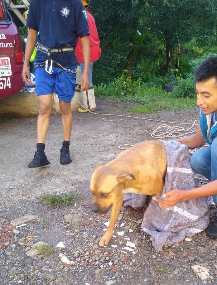 Desde Huauchinango: Rescatan con vida a perrito que cayó en pozo de 7 metros de profundidad