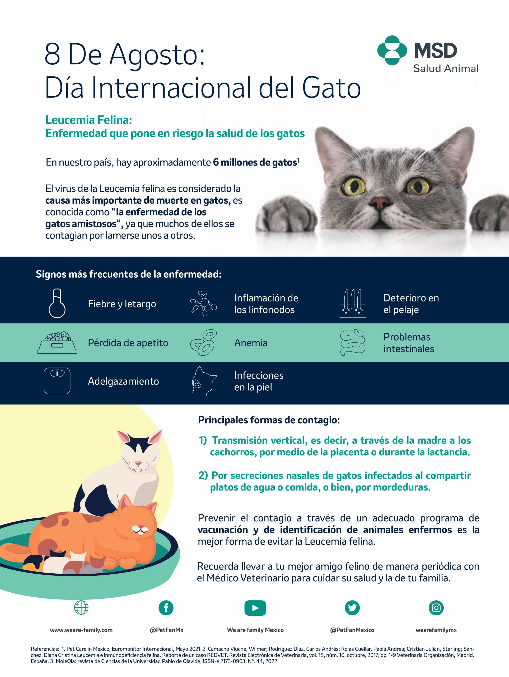 Leucemia felina: enfermedad que pone en riesgo la salud de los gatos