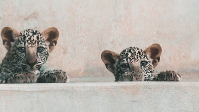 La comisión real de AlUla da la bienvenida a dos cachorros de leopardo de Arabia