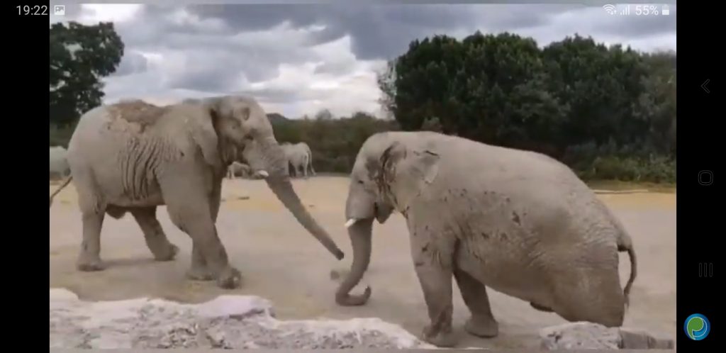 Vídeo desde Puebla: Festejan el Día Internacional del Elefante