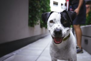 Día Mundial del Perro Adoptado: 5 cosas que debes hacer después de adoptar uno