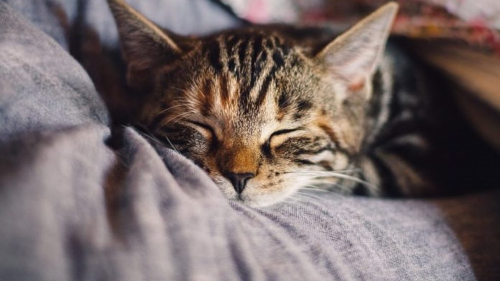 Mi gato no come, está cansado y orina mucho, ¿ahora qué hago?