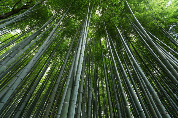 El bambú, una alternativa sustentable para la construcción