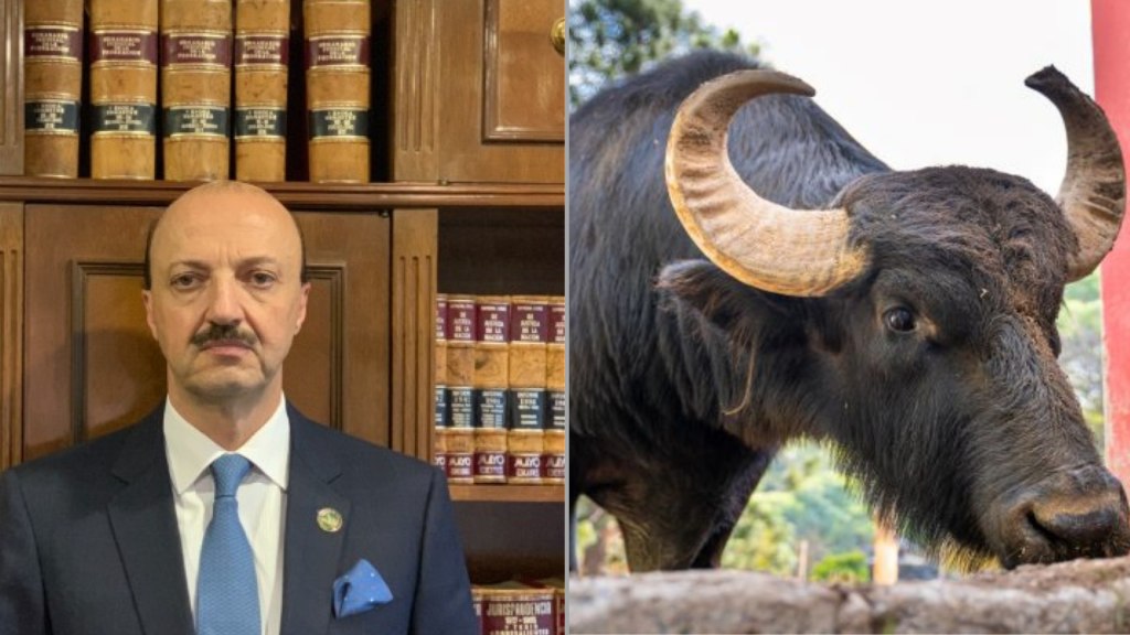 Murió el presidente de la Federación Mexicana de Caza al ser embestido por búfalo
