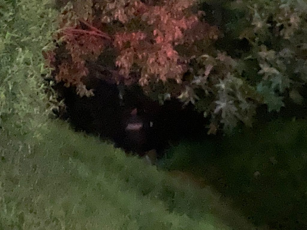 Hallan cadáver de un hombre al fondo del río Atoyac