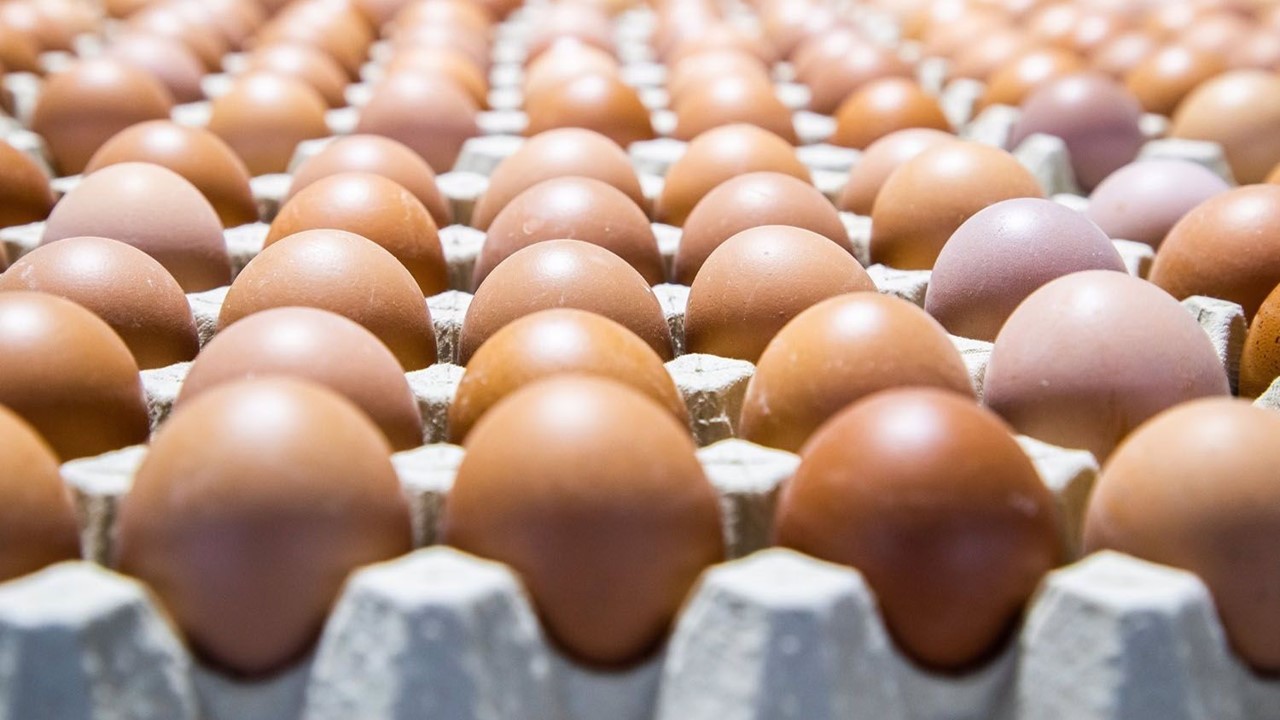 Mitos sobre el consumo y producción de huevo en México