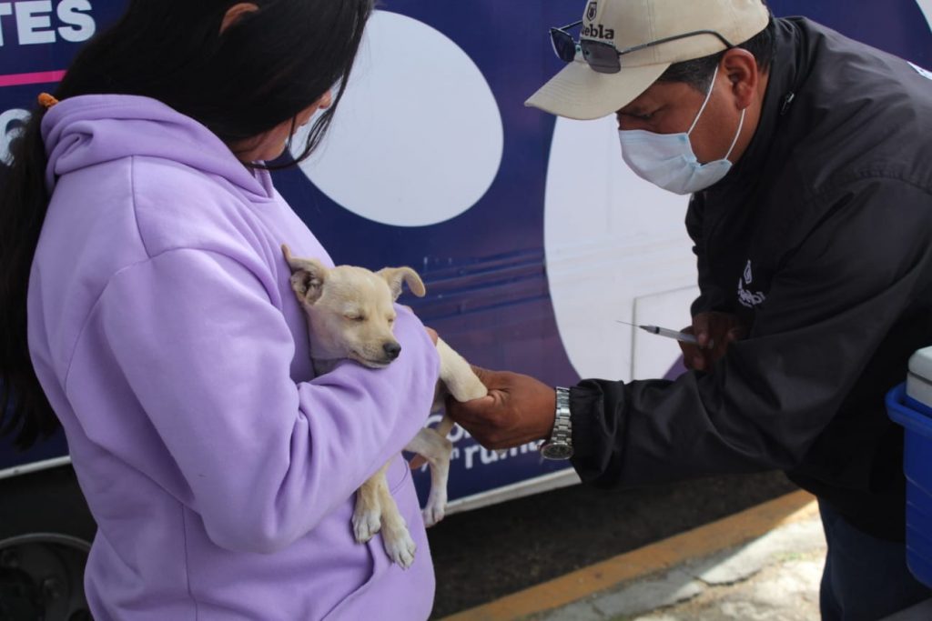 Ayuntamiento de Puebla trabaja por el bienestar animal de perros y gatos del municipio