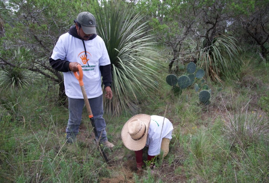 Reforesta Granjas Carroll más de 3 hectáreas en Tepeyahualco