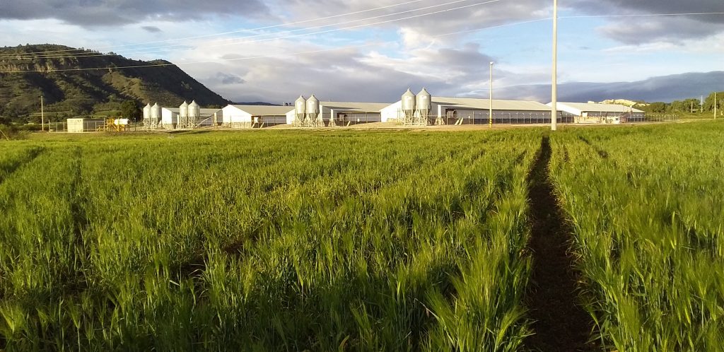 Reconocen a Granjas Carroll por Mejores Prácticas de Responsabilidad Social Empresarial
