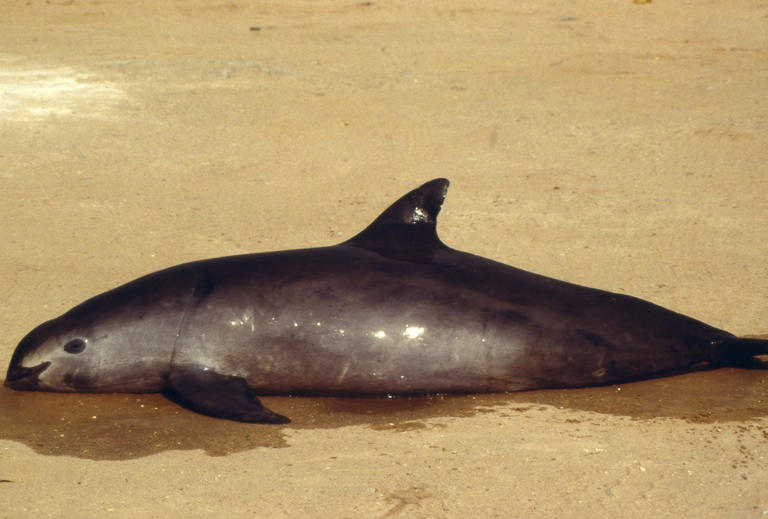 Ponen ultimátum a México para salvar a la vaquita marina