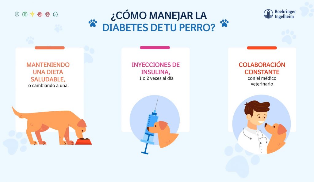 Diabetes en perros: Lo que debes saber