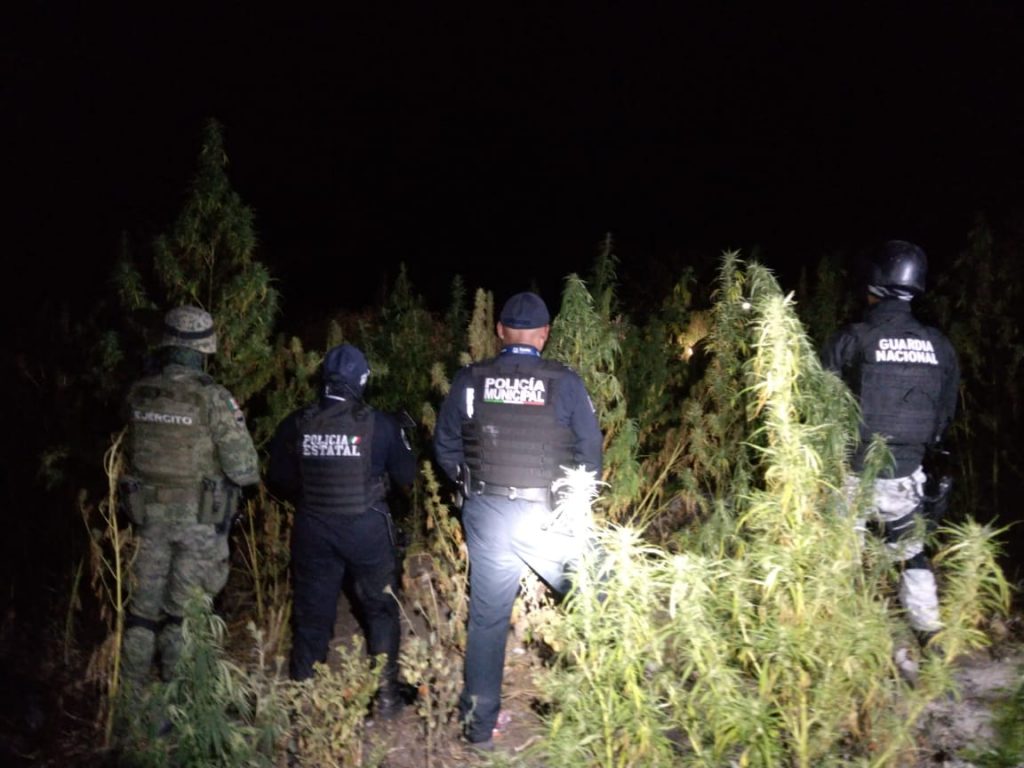 Aseguran terreno con droga en Azumiatla