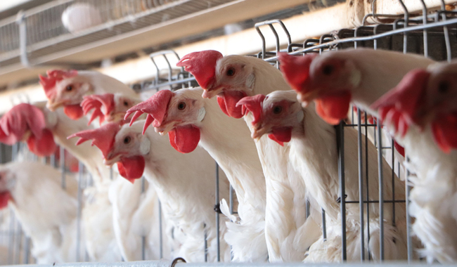 Ordena Senasica vacunación estratégica para proteger la producción avícola de la influenza aviar AH5N1