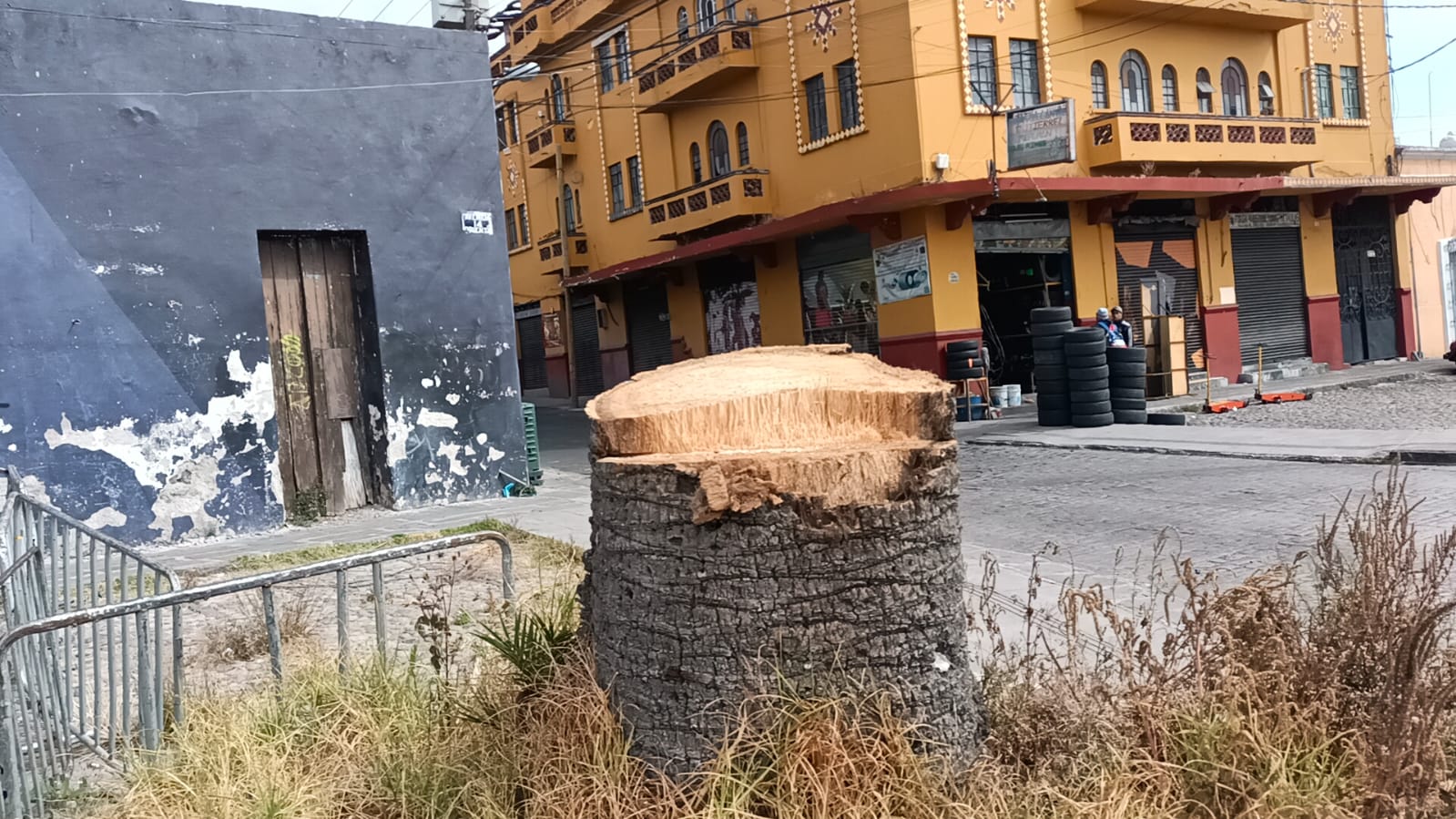 Precipitado talar 18 palmeras en El Alto; acudiremos ante PROFEPA: Vecinos