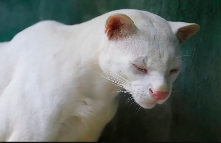 Descubrimiento del primer ocelote albino en el mundo angustia a los científicos: “no tenemos que estar contentos de que exista”