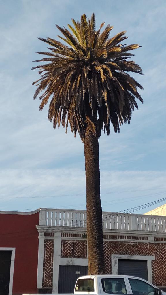 Retirarán palmeras enfermas de la zona El Alto por determinación de especialistas