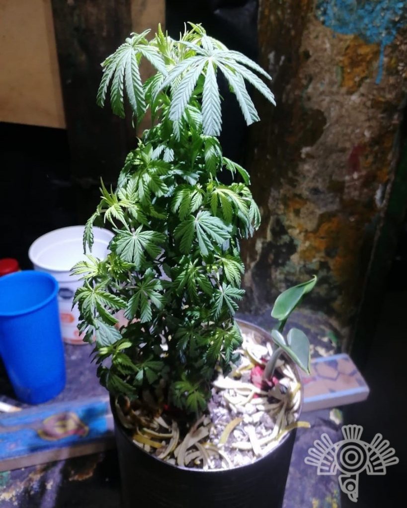 Hasta plantas de mariguana en el penal de San Miguel
