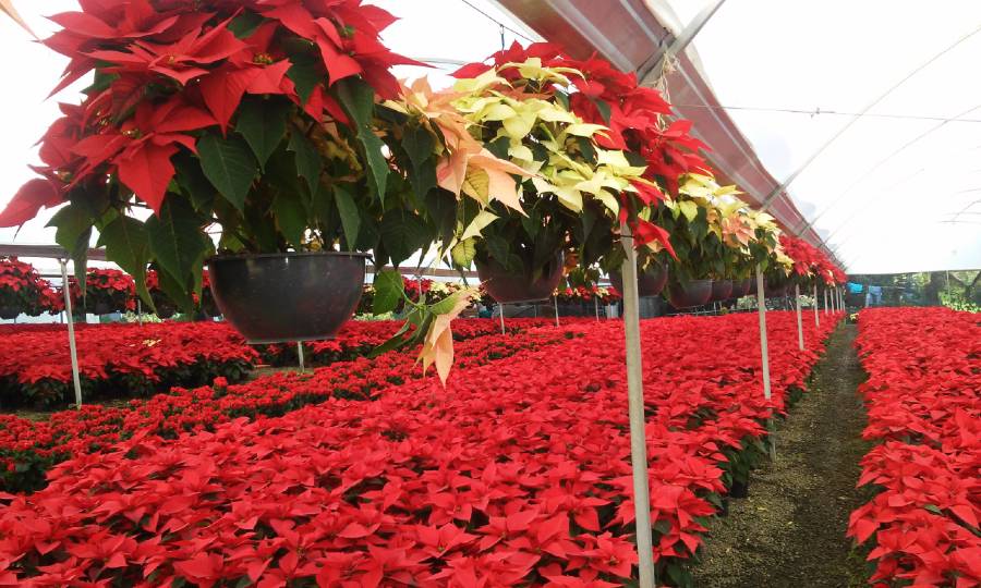 Nochebuena: La flor que México le regaló a la Navidad