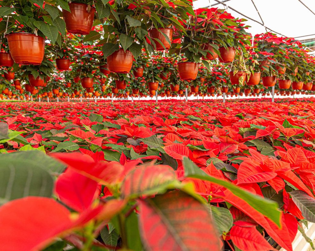 Todo lo que debes saber sobre la Flor de Nochebuena