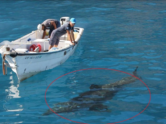 ¡Alerta! Tiburón blanco ataca en Sonora; van tres muertos