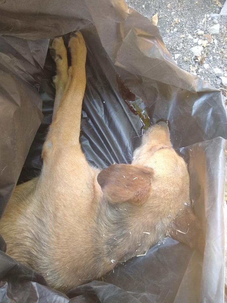 Denuncian matanza de perros y gatos en Izúcar de Matamoros