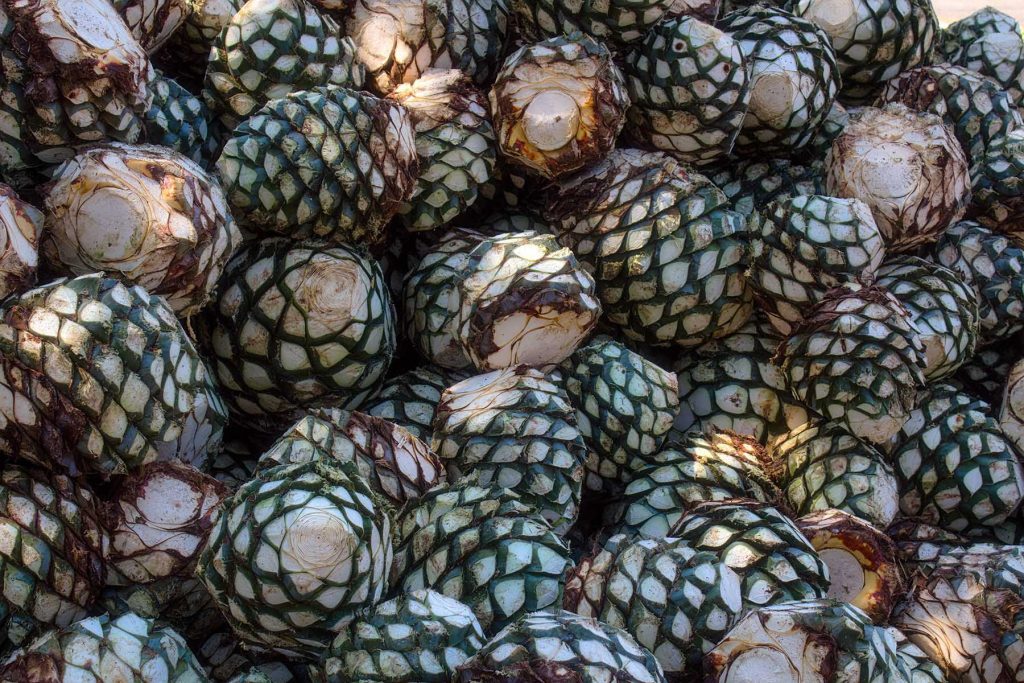 Investigadores de la UAG buscan limpiar agua con residuos del agave