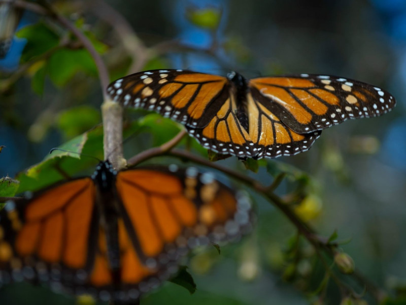 Va mariposa monarca de regreso a EU y Canadá; santuarios en México cierran 31 de marzo