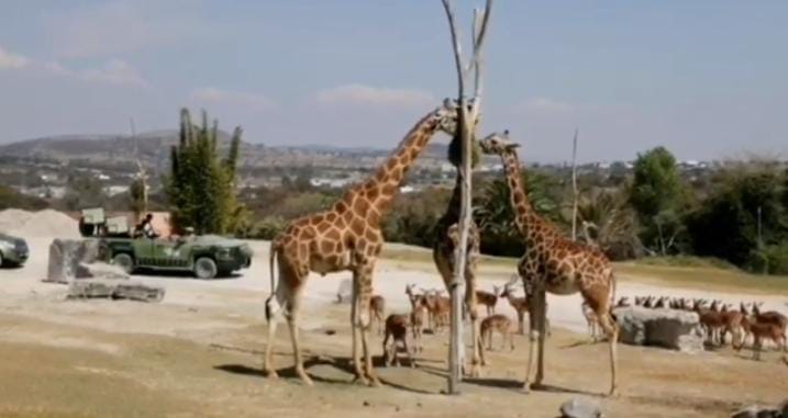 Video desde Puebla: ¿Te imaginas el Dia de la Amistad entre jirafas y la naturaleza?