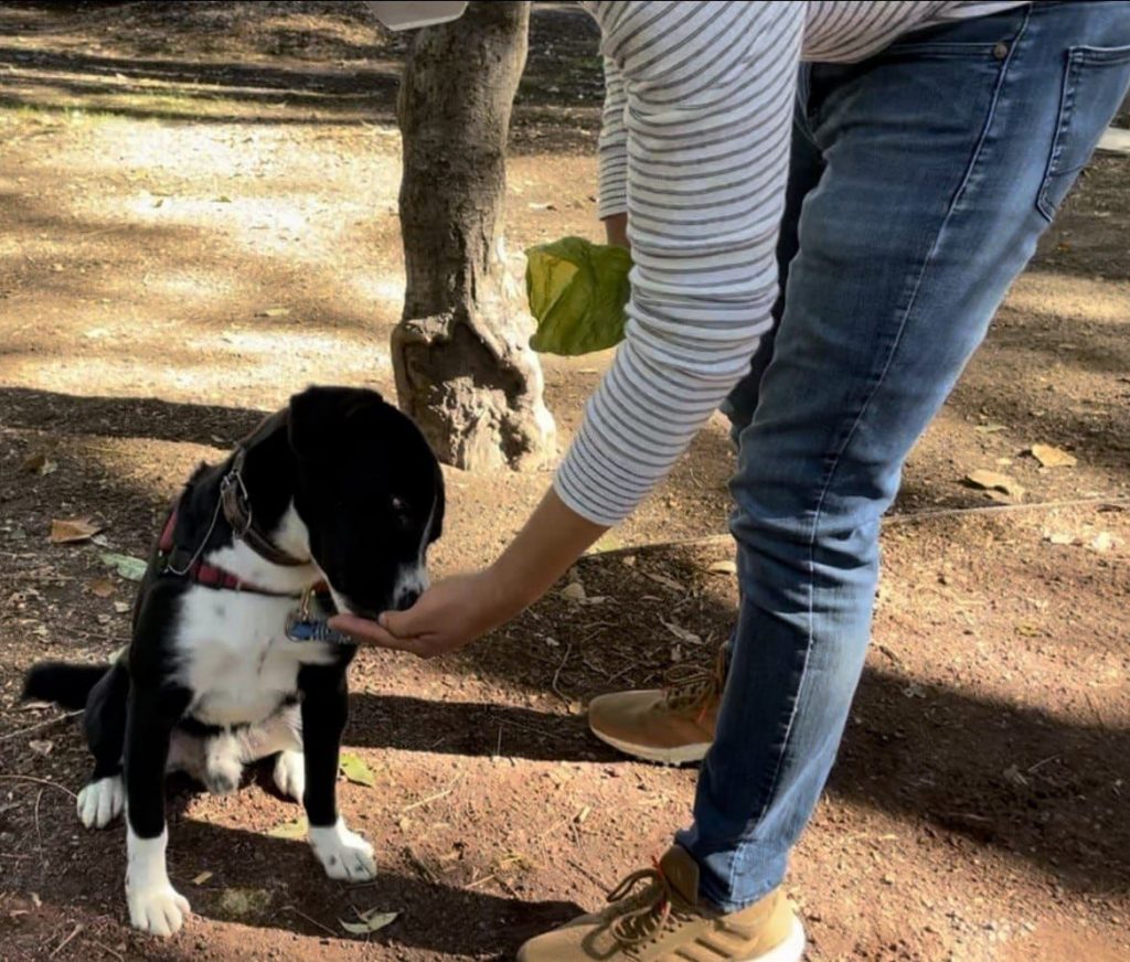 Curso de adiestramiento canino