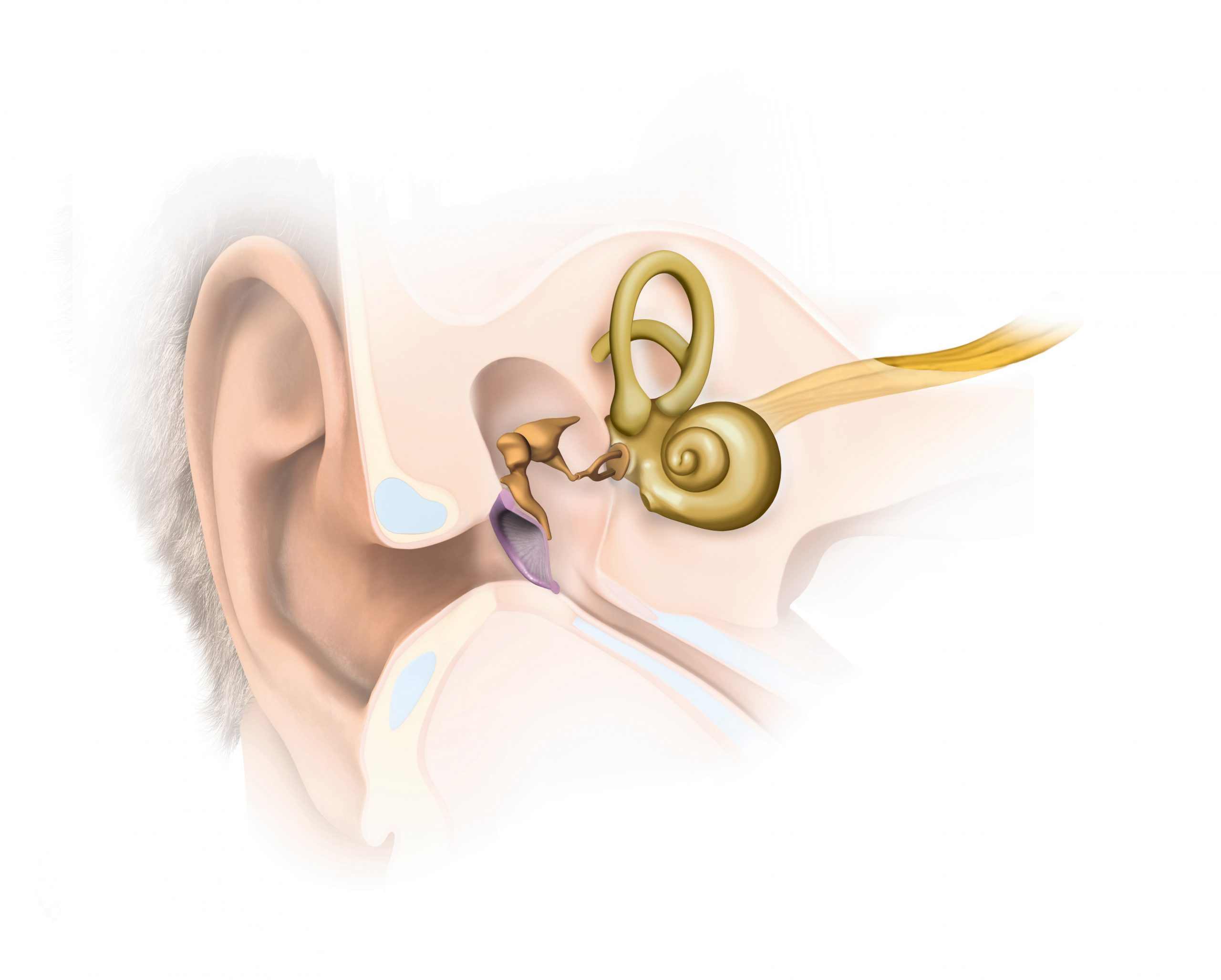 La importancia y el cuidado del sistema auditivo