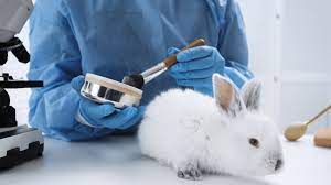 Brasil prohíbe el uso de animales en investigaciones de cosméticos
