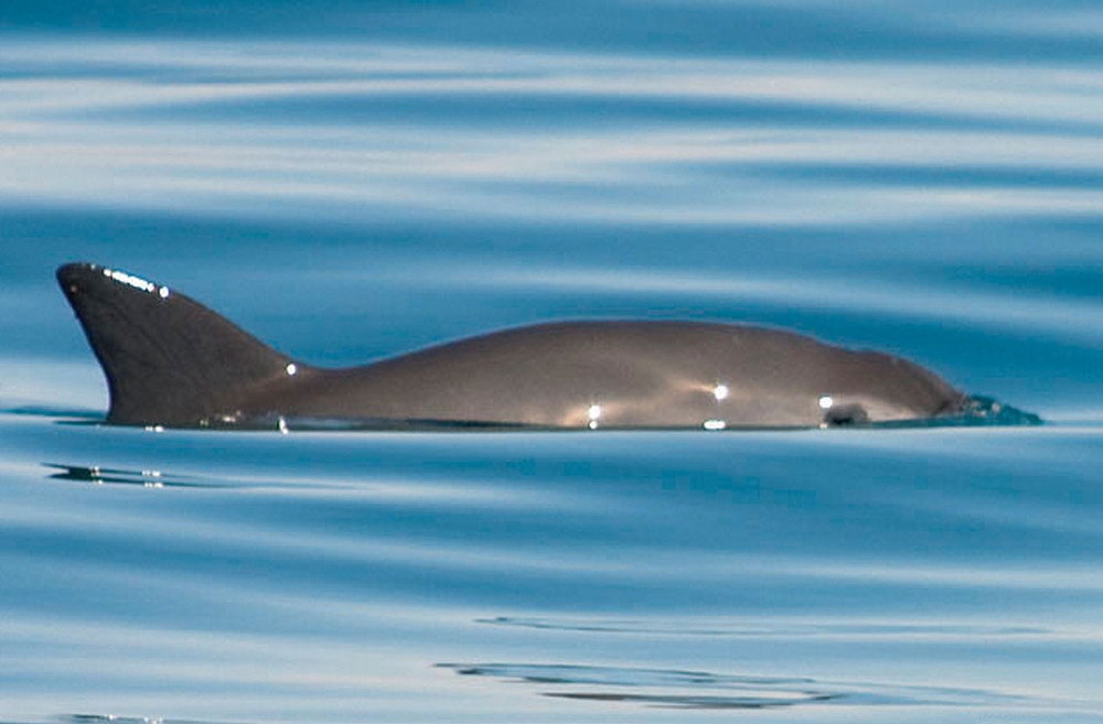 Entrega México segunda versión de plan para proteger a vaquita marina