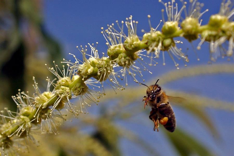 «¡Salvemos a las abejas y a los agricultores!»: un millón de firmas de una Iniciativa Ciudadana Europea pide a los colegisladores de la UE que sigan siendo ambiciosos en materia de medio ambiente